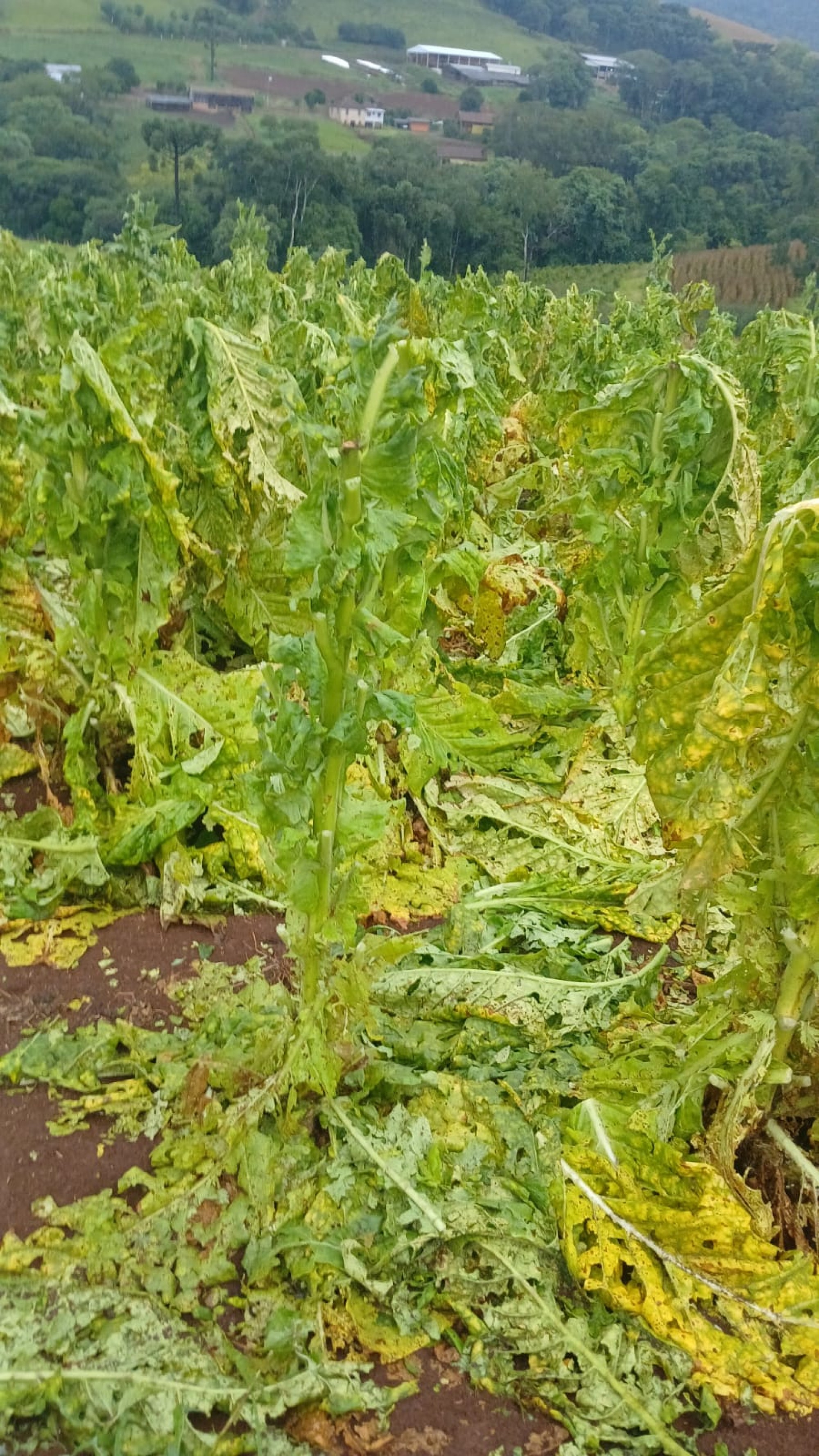 Chuva de granizo causa prejuízo em lavoura de tabaco na comunidade de São Brás, em Anta Gorda