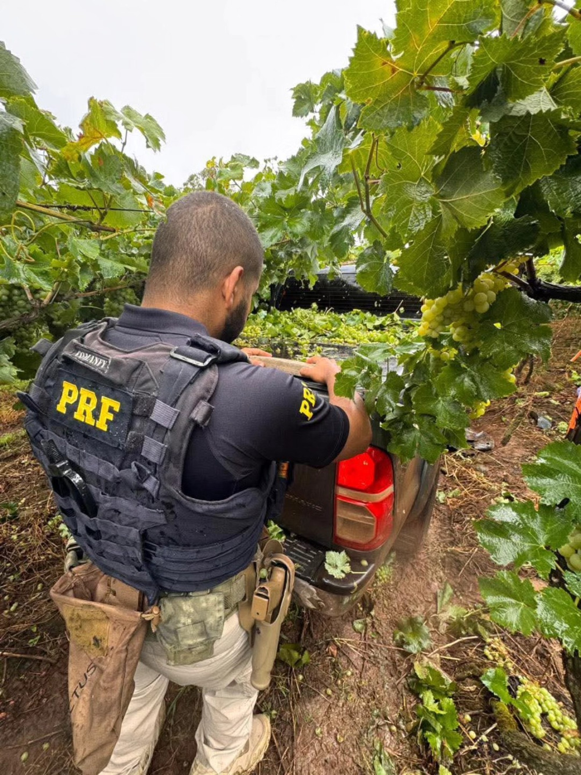 PRF apreende em Farroupilha carga de 650 kg de maconha em caminhonete clonada